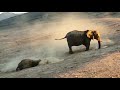 Mother and Baby Elephant Having Fun | Elephant Mud Bath in Damaraland, Namibia