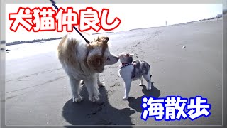 A cat and a dog  walking along the beach in peace♪