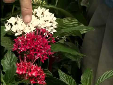 วีดีโอ: Pentas Plant Pruning - อย่างไรและเมื่อไหร่ที่จะตัดกลับ Pentas Plant