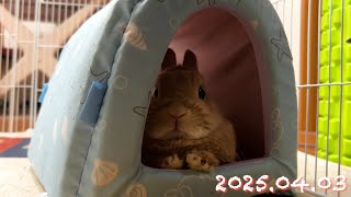キラキラおめめですやすやモード😴】毎日の30秒ひなちゃん