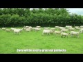 Kildare sheep farmer tackling Grass10 challenge