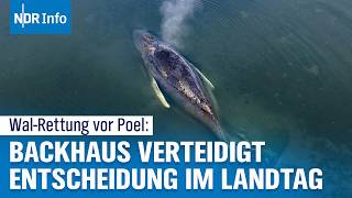 Rettung von Buckelwal \