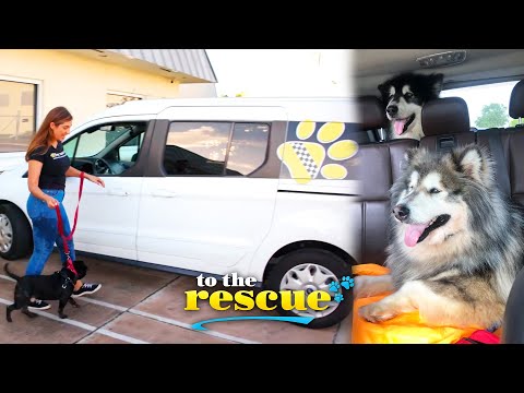 วีดีโอ: Disabled Rescue Dogs จ่ายไปข้างหน้าเป็นการบำบัดสัตว์เลี้ยง