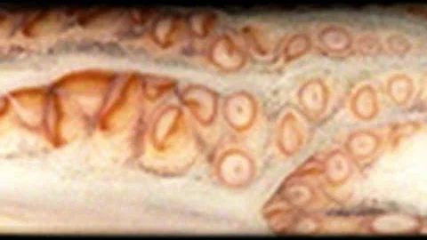 Octopus Squeeze | National Geographic