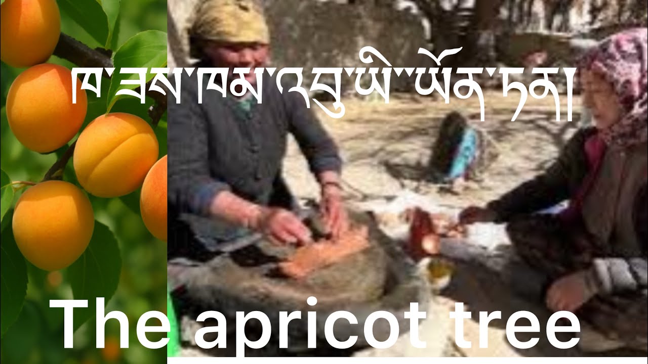 ཅུ་ལི་ཤིང་ཏོག་གི་ཕན་ཡོན། The apricot tree. #ladakh #apricot #nutrition #antiaging #anticancerdiet 