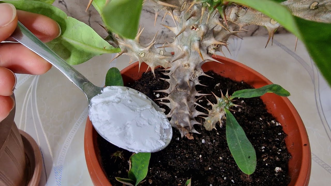 DİKENLER TACI AÇMYORSA BUNU KESİNLİKLE YAPIN 😉 ÇİÇEK ÇOŞTURAN KÜR