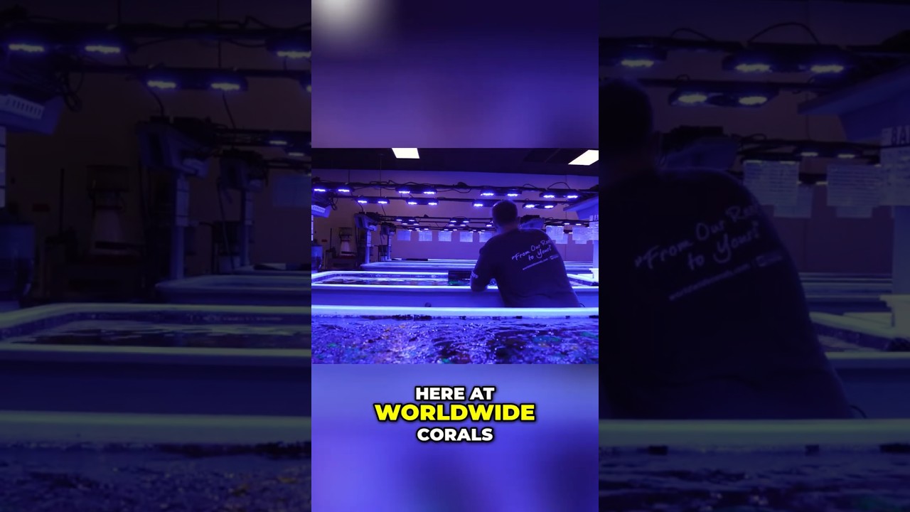 You Never See THIS Side of WWC… Until Now  #worldwidecorals #fromourreeftoyours #brightwellaquatics
