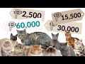 The real COST to own a CAT | Best CAT BREEDS in  the PHILIPPINES の動画、YouTube動画。
