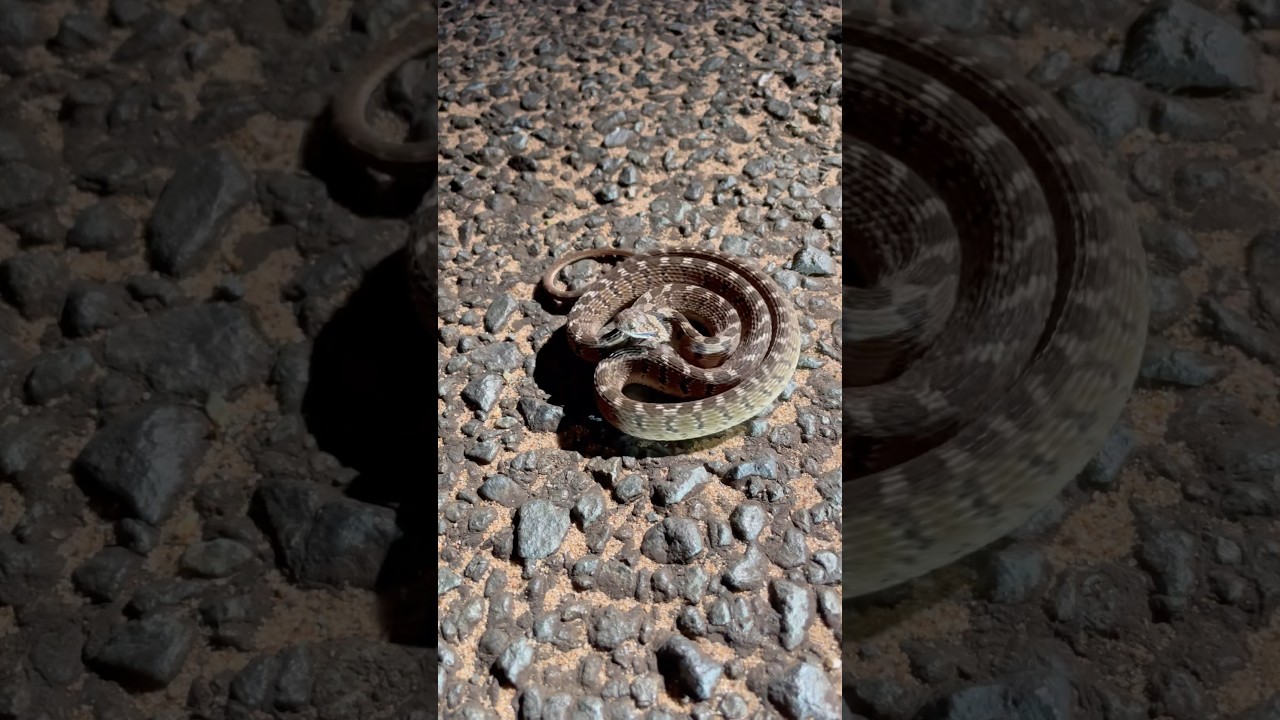 Rare Footage Showing One Of Natures Most Impressive Threat Displays