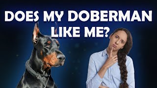 Does my doberman like me?|Does my doberman love me?