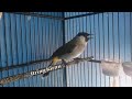 Suara Burung Kutilang Jantan Gacor Ribut Panggil Lawan Mp3 - Mp4 Download