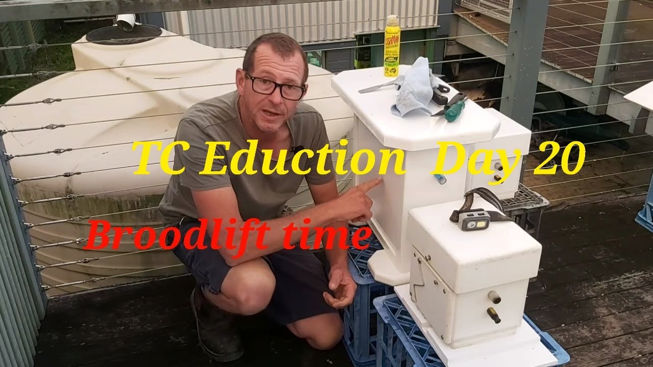 Australian Native Bees - TC Observation Hive Eduction - Broodlift time