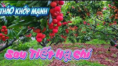 Cảnh Báo Sau Tiết Hạ Chí Vải Thiều Lục Ngạn Có Dấu Hiệu Tháo Khớp l Núi Đồi Lục Ngạn