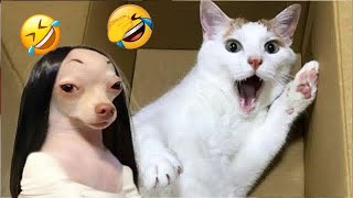 Hilarious Cats and Dogs😁Funniest Animals 2024😍Part 19