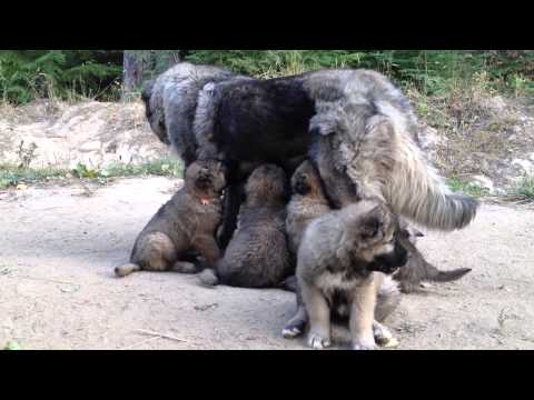 feeding puppies at 8 weeks feeding time for caucasian ovcharka puppies 8 weeks feeding puppies at 8 weeks feeding time for caucasian ovcharka puppies 8 weeks
