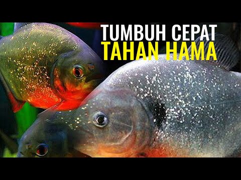 Video: Bolehkah ikan bawal ditanam?