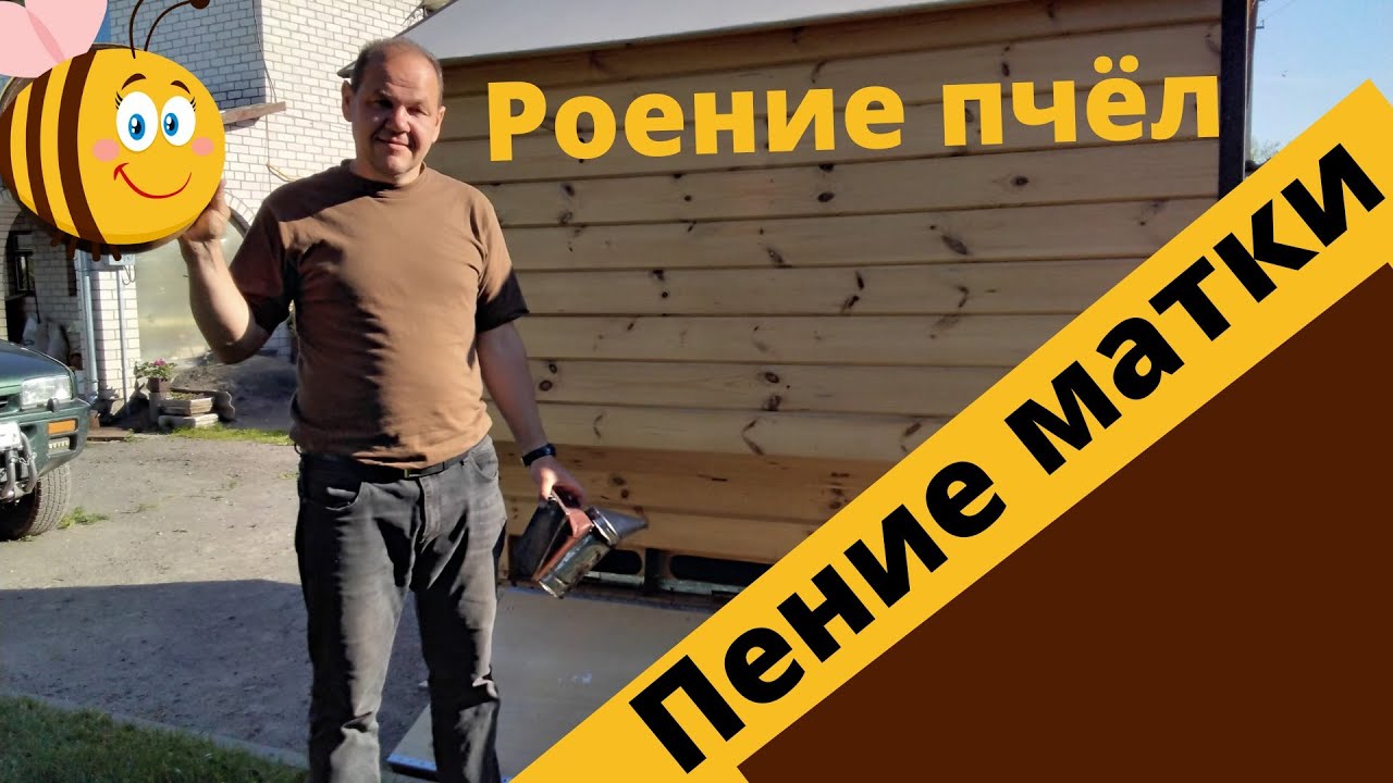 РОЕНИЕ ПЧЕЛ, ПЕНИЕ МАТКИ В УЛЬЕ - YouTube