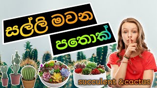 ️ සල්ලි මවන විසිතුරු පතොක් පැළ  ව්‍යාපාරය | Succulent & cactus business sinhala | sri lanka 