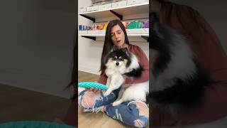 PUPPY trades all her fidgets with @MrsBench 😱‼️#fidget #toys #trading #games #dog