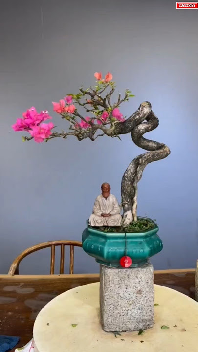 Inspirasi bonsai Bougenville extrem #inspirasibonsai