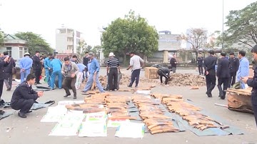 Hải Phòng thu giữ hơn 2 tấn vảy tê tê và ngà voi nhập lậu