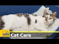 Caring for pregnant cats