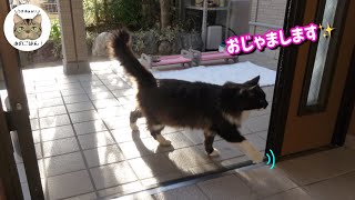 【野良猫食堂】玄関から可愛いモフモフな野良猫が家の中に入って来た