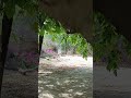 village life #villagelife #viralvideo #viralshorts #desiviilagelifetstyle