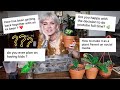 Personal qa  repot with me hoya philodendron  love life social media career future plans