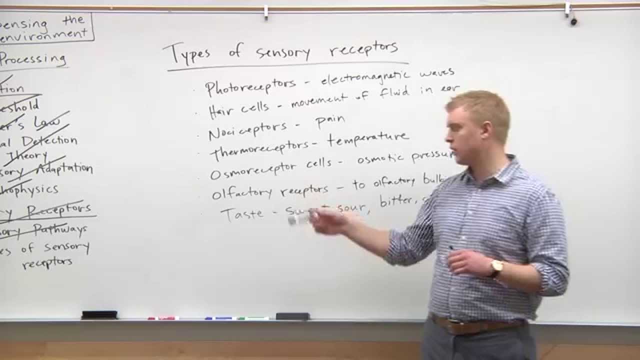 2015 MCAT Psychology 9 Types Of Sensory Receptors YouTube
