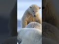 Mother and her cubs | Polar Bear | #polarbears #bears #wildanimals #arctic #nature #shorts