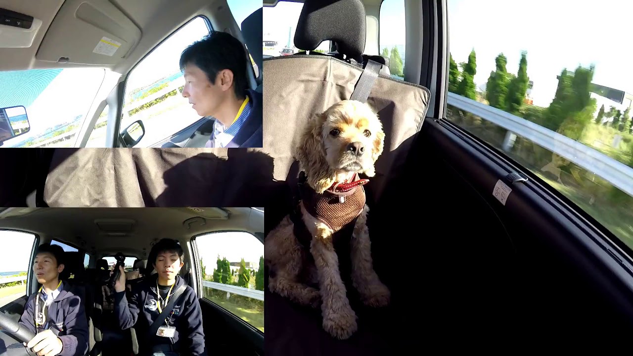 ペットと自動車のイイ関係 ペット同乗試乗会が初開催 日産ブロガー試乗会 ワンダードライビング