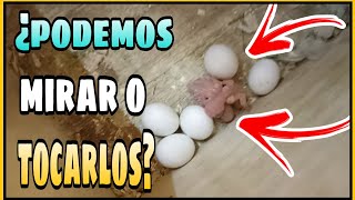 ¿PODEMOS MIRAR O TOCAR LOS HUEVOS DE LOS PERIQUITOS? | ¿PUEDO COGER LOS HUEVITOS DE MIS PERIQUITOS?