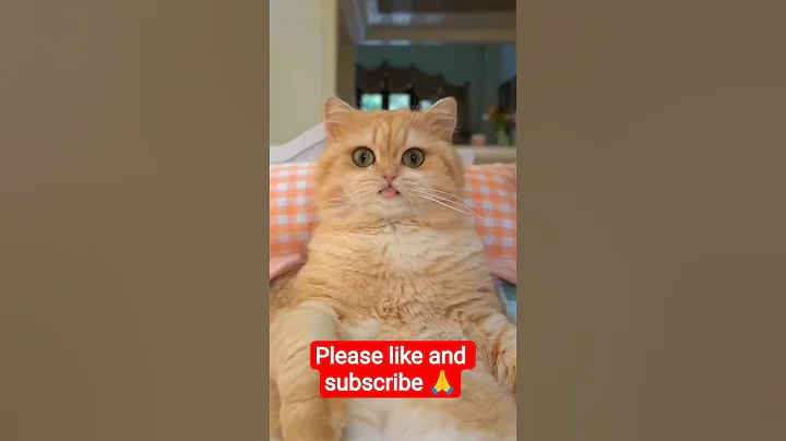 Video 11808411: cat talking, cat funny dance, kitten cute funny