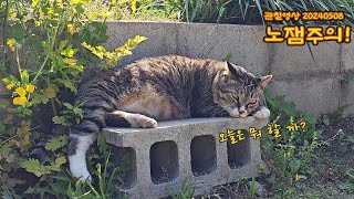 잠 안 오는 분에게 추천하는 시골 고양이들과의 일상 영상  /Daily life video with cats.[20240508]