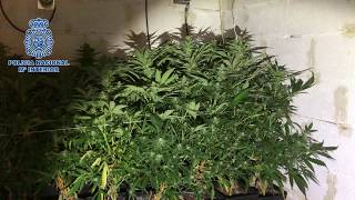 El 'jardín de la alegría' de Agoncillo: casi 500 plantas de marihuana