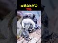 立派なヒゲをもつサル