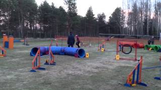 Jaanika Ja Bella Pärnu Agility Võistlus 04052013 Open Hy