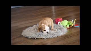 Meet Geraldine the Beabull Puppy!