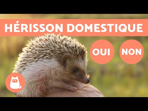 Vidéo: Faits amusants sur les hérissons pour animaux de compagnie