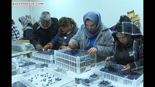 30 Dönümden 200 Dönüme Çıktı, 140 Ton Üretiyor