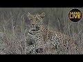 safariLIVE - Sunset Safari - November 27, 2018