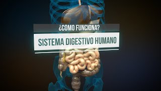 ¿Cómo funciona el sistema digestivo? (animación) by Thomas Schwenke ES 1,212,280 views 1 year ago 14 minutes, 15 seconds