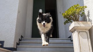 Border Collie Food and Nutrition Guide by Border Collie USA 27 views 1 month ago 4 minutes, 5 seconds