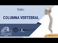 Anatomía de la Columna Vertebral