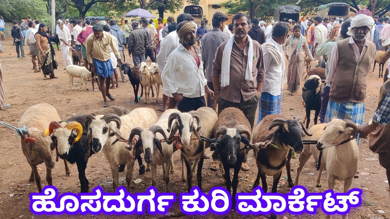 ಹೊಸದುರ್ಗ ಕುರಿ ಮತ್ತು ಮೇಕೆ ಮಾರ್ಕೆಟ್ Hosadurga Sheep and Goat Market 6/8/2025