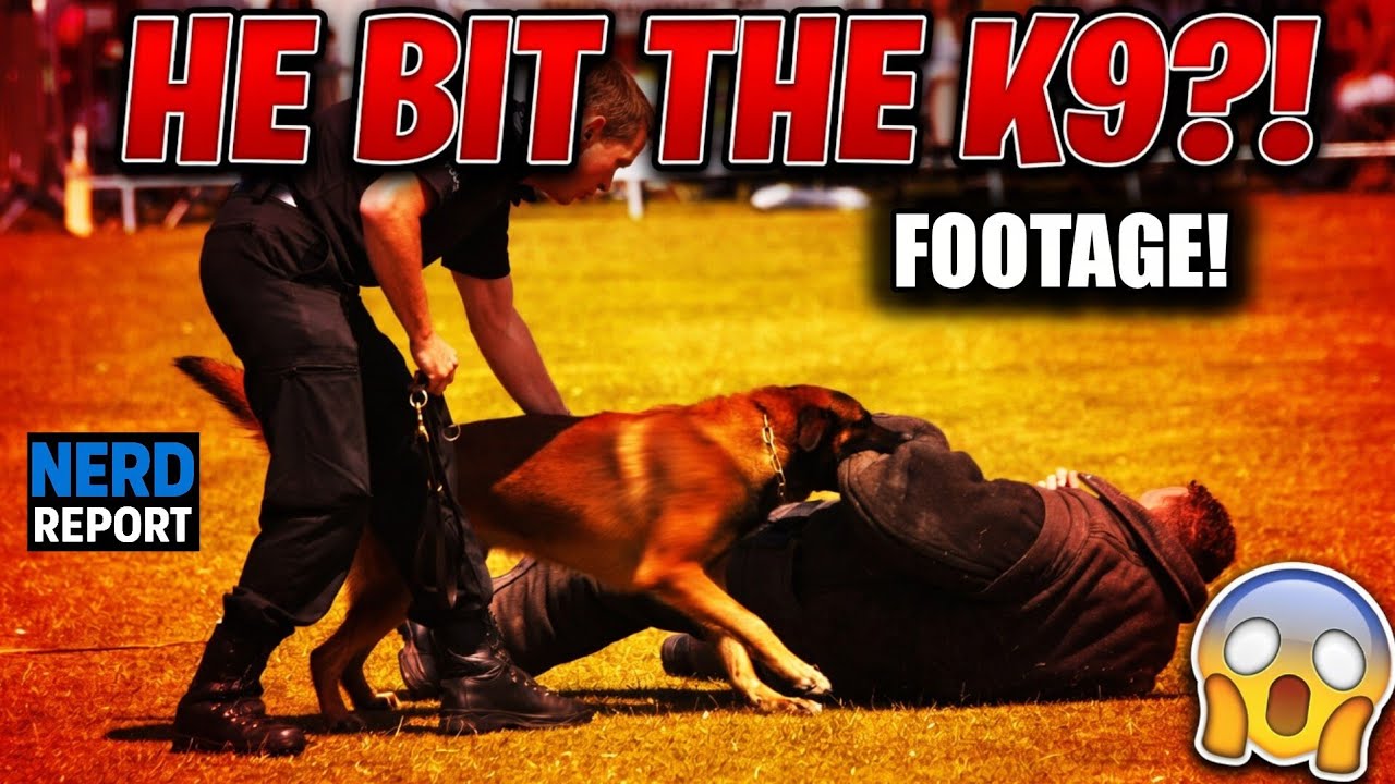 Man Allegedly BITES Police K9 During Arrest | Bodycam Footage Reaction!