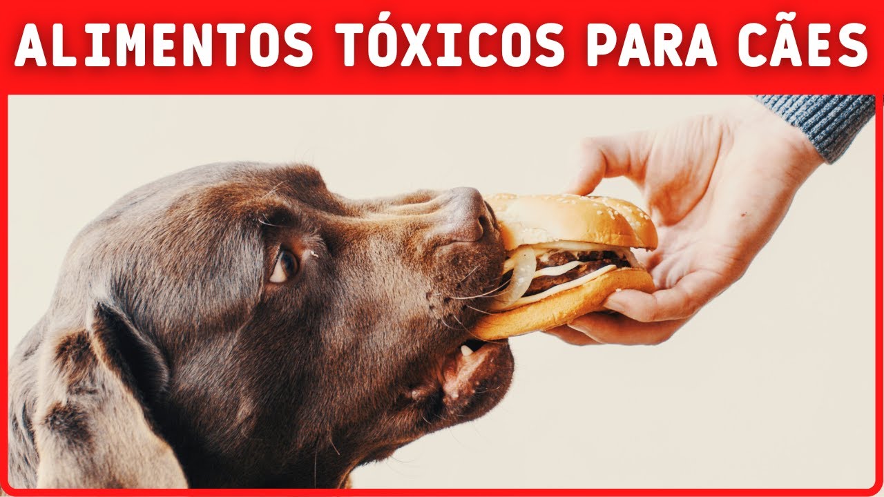 7 ALIMENTOS TÓXICOS PARA CÃES QUE ELES NUNCA DEVEM COMER. - YouTube