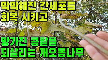 개오동나무―간과콩팥을되살린다! 천연이뇨제―간암,간경화,간염,간에복수차는증상,황달,신부전증,만성신염,신우신염,요도염,부종,고혈압,백혈병,건위,대장염,복막염,통풍,피부소양증 등에 효능