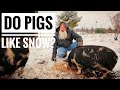 WINTER CARE | Idaho Pasture Pigs & Nubian Goats